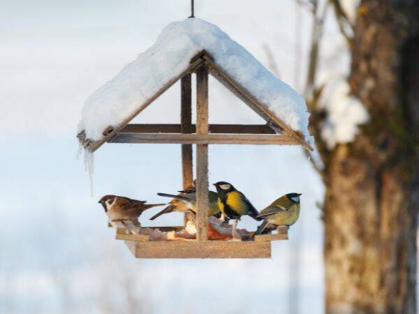 Buduj własny karmnik dla ptaków - poradnik